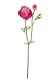 PIVOINE 38CM CERISE