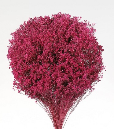 BROOMS BLOOOMS FUCSIA