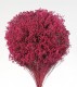 BROOMS BLOOOMS FUCSIA