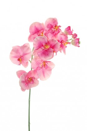 PHALAENOPSIS X8