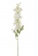 DELPHINIUM 67CM CREME