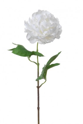 PIVOINE 60CM BLANC