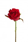 BOUTON DE ROSE 58 CM ROUGE