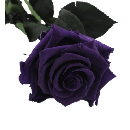 ROSA PRESERVADA MORADA