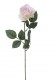 ROSE 66CM ROSE CLAIR