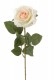 ROOS 66CM ROSE