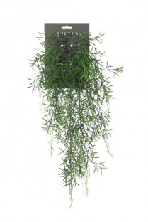 ASPARAGUS SPRENGERII 56CM VERT/BL HEADER