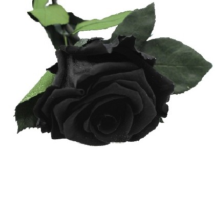 ROSA PRESERVADA NEGRA SUP.