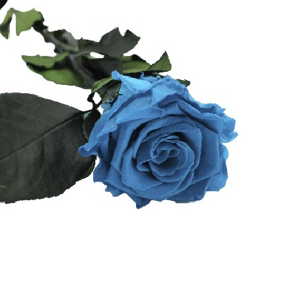 ROSA PRESERVADA AZUL TURQUESA SUP.