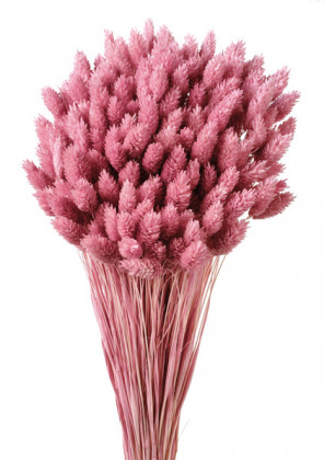 PHALARIS ROSA MONTE