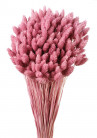 PHALARIS ROSA MONTE