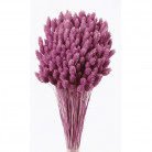 PHALARIS LILA RADIANT ORQUID
