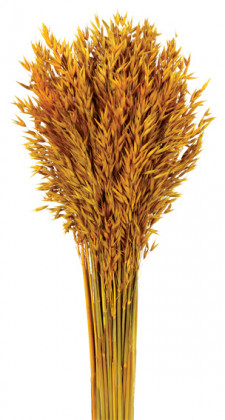 AVENA SATIVA NARANJA