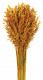 AVENA SATIVA NARANJA