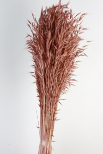 AVENA SATIVA ROSA