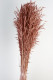 AVENA SATIVA ROSA