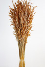 AVENA SATIVA TEJA