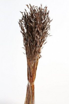 AVENA SATIVA CAFE
