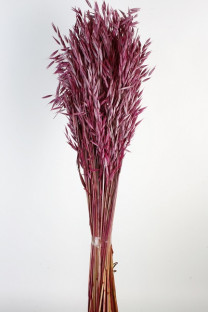 AVENA SATIVA CERISE