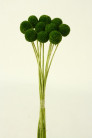 CRASPEDIA PRES. VERDE