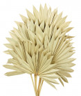 PALM SUN TOSTADO