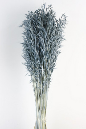 AVENA SATIVA AZUL