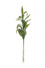 DRACAENA 50 CM
