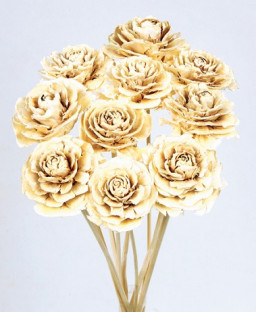 CEDAR ROSE BLANCO