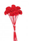 CEDAR ROSE ROJO M.