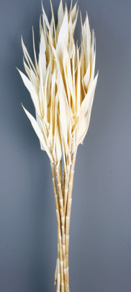 CAÑAS HOJAS BLANCO
