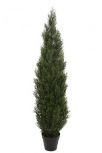CIPRÉS 120CM.