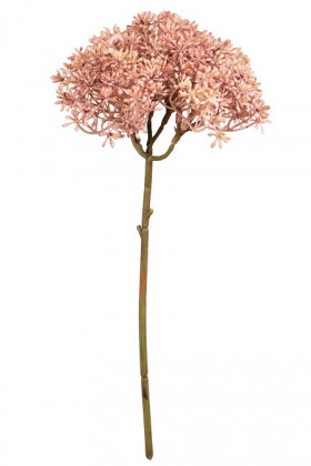 SEDUM 28CM ROSE