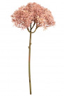 SEDUM 28CM ROSE