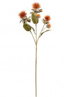 CARTHAMUS X3 155CM ORANGE