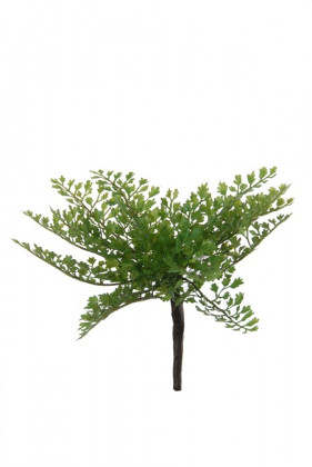 ADIUNTUM 14CM Ø24 VERT