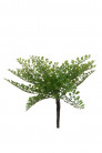 ADIUNTUM 14CM Ø24 VERT