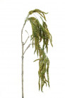 AMARANTHUS 45CM VERD