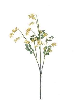 GNETUM