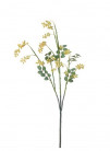 GNETUM