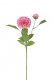 DAHLIA 60CM ROSE