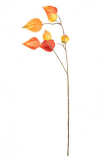PHYSALIS 70CM ORANGE