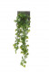 LIERRE CHUTE 70CM BICOLOR HEADER
