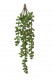 SENECIO CHUTE 34 CM VERT