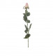 BOUTON DE ROSE