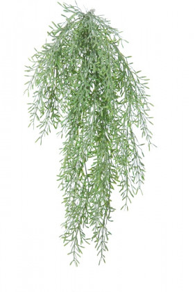TAXUS CHUTE 60CM VERT