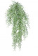 TAXUS CHUTE 60CM VERT