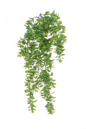 BUIS CHUTE 50CM VERT