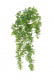 BUIS CHUTE 50CM VERT