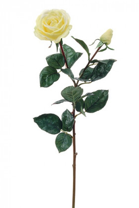 ROSA AMARILLA