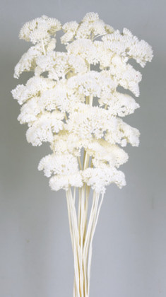 ACHILEA FILIPENDULINA 70CM BLANCA
